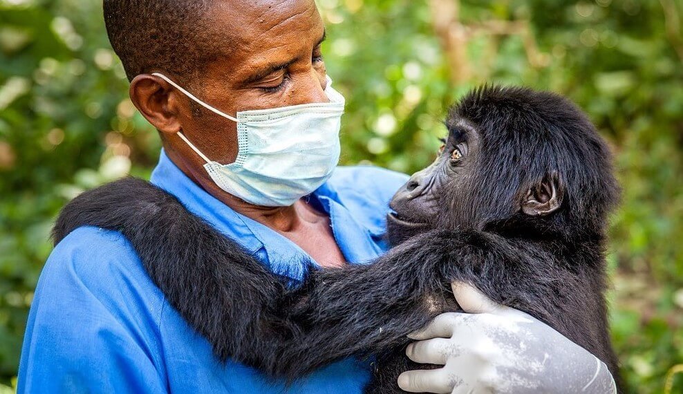 UWA ranger wearing a face mask observing a baby mountain gorilla in Uganda