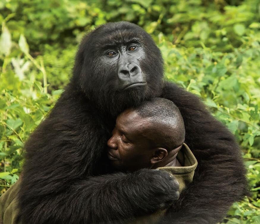 UWA ranger in close contact with a habituated mountain gorilla in Uganda