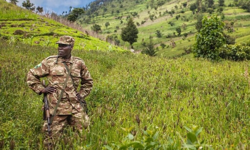 A ranger standing in an open field, scanning the surrounding hills to ensure the trekking path is clear.