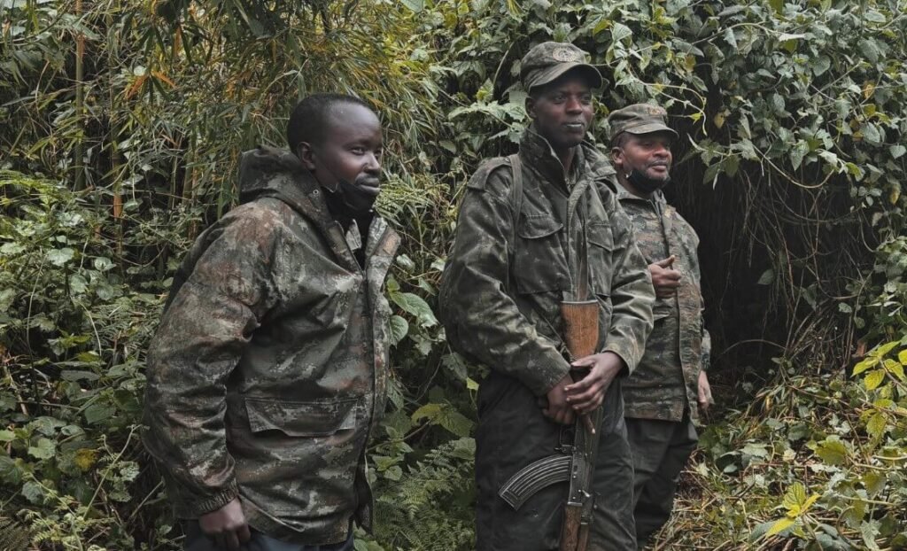 Three Uganda Wildlife Authority rangers in camouflage uniforms standing guard in the forest to protect gorilla habitats.