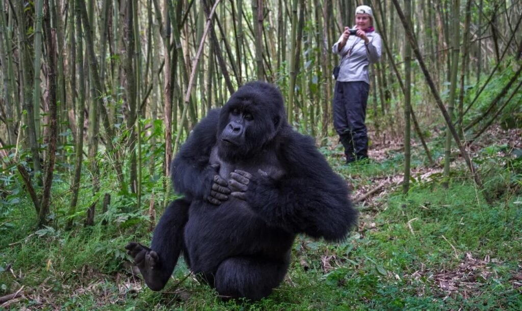 Wild silverback mountain gorilla beating his chest in Bwindi Impenetrable Forest
