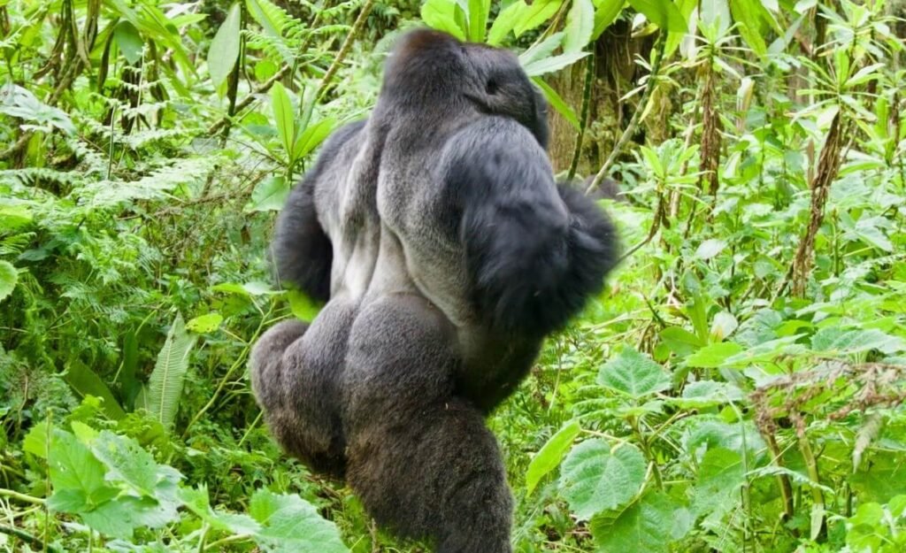 Close-up of a mountain gorilla beating its chest to communicate with its troop and signal its presence to others.