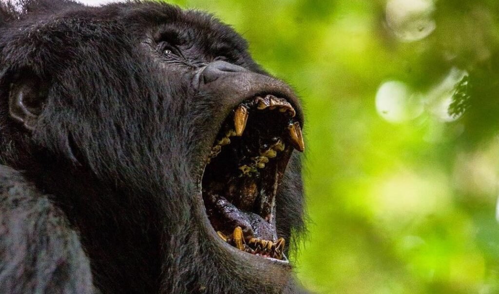 Silverback mountain gorilla displaying open-mouth threat gesture in Bwindi Impenetrable Forest