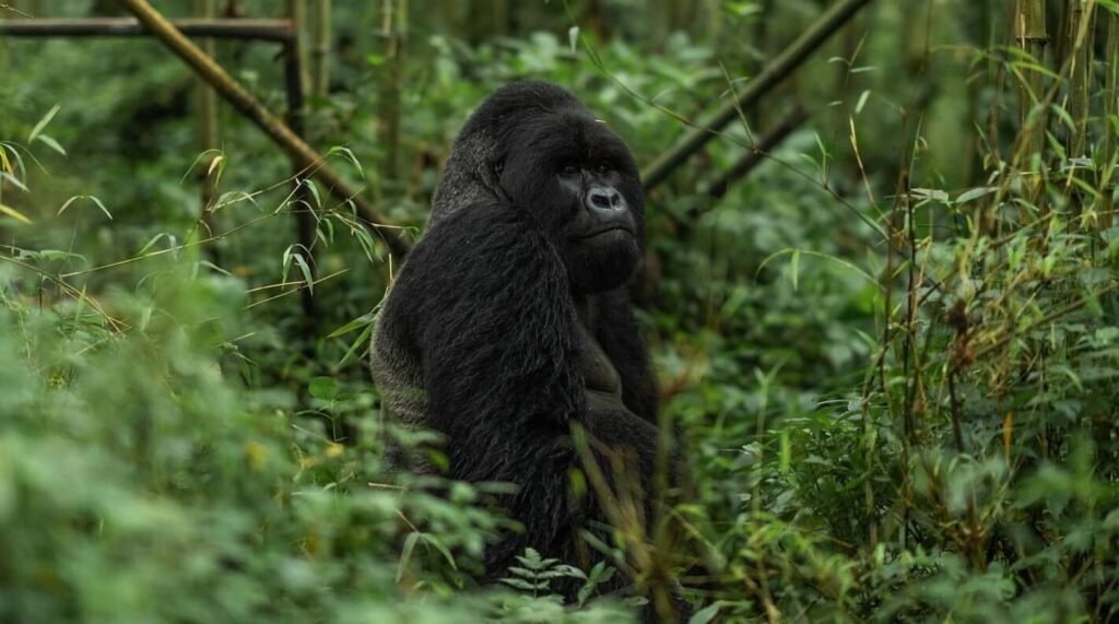 A large mountain gorilla silverback sitting amidst the dense green foliage of Bwindi Impenetrable National Park.