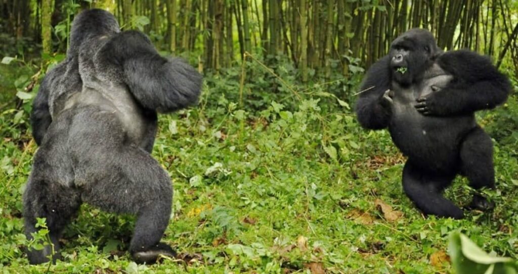 Two male mountain gorilla silverbacks engaged in a physical confrontation to establish hierarchy and protect their respective families.