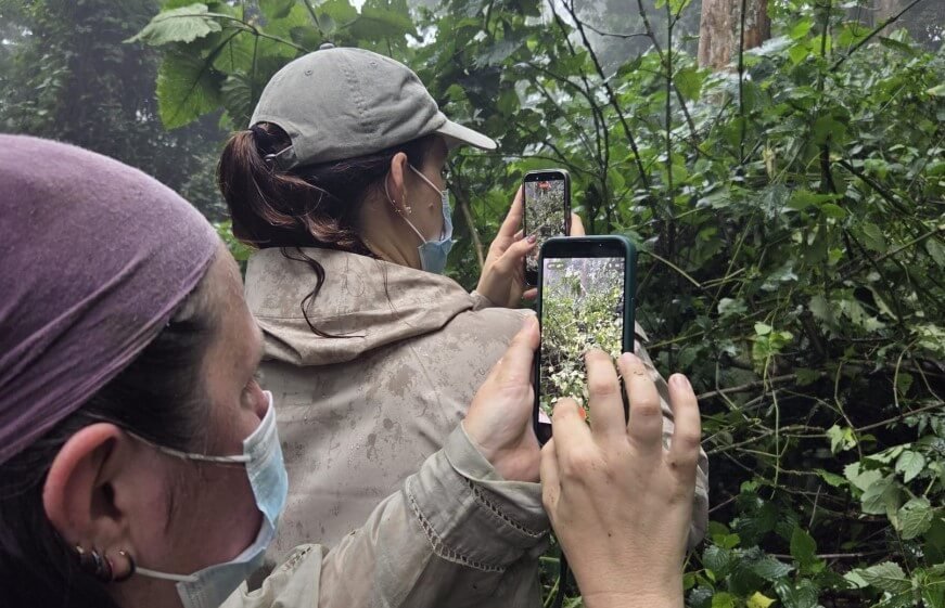 A trekker using a smartphone to capture a video of mountain gorillas during an intimate forest encounter.