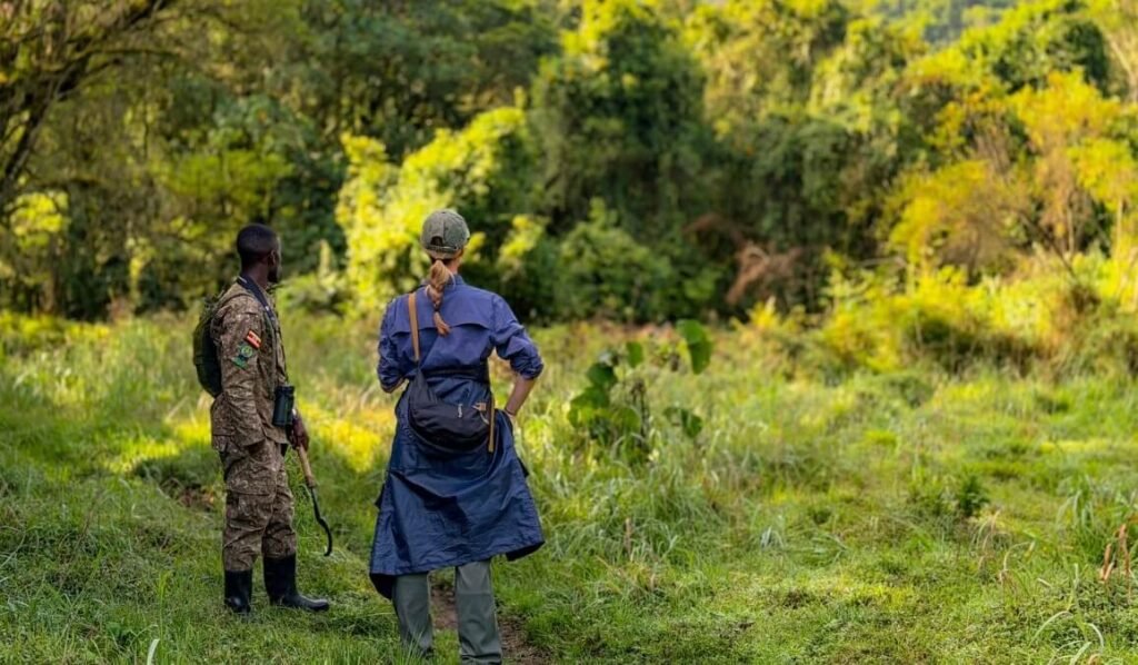 A tourist following a local guide through the thick undergrowth during a gorilla trekking expedition.