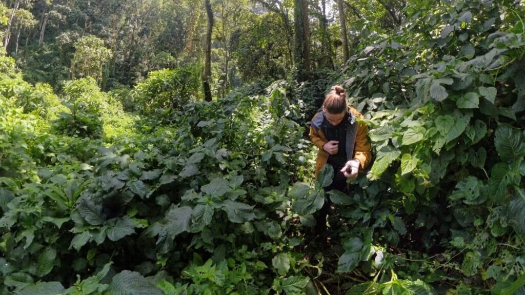 A hiker navigating through dense, tangled tropical vegetation and thick ferns in the heart of the Ugandan rainforest.