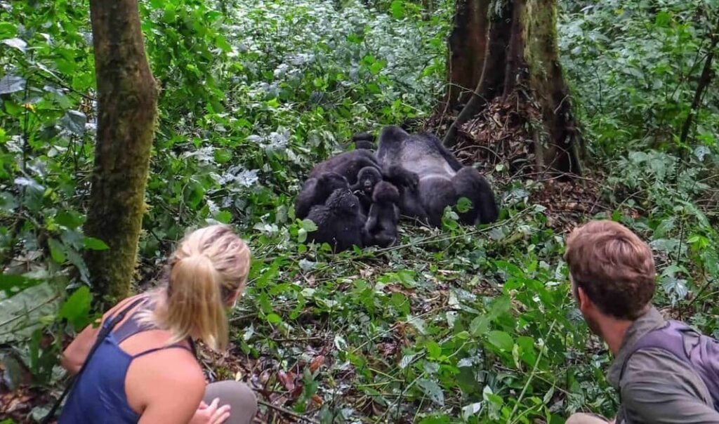 A rare, close-range view of a mountain gorilla sitting in the dense green undergrowth.