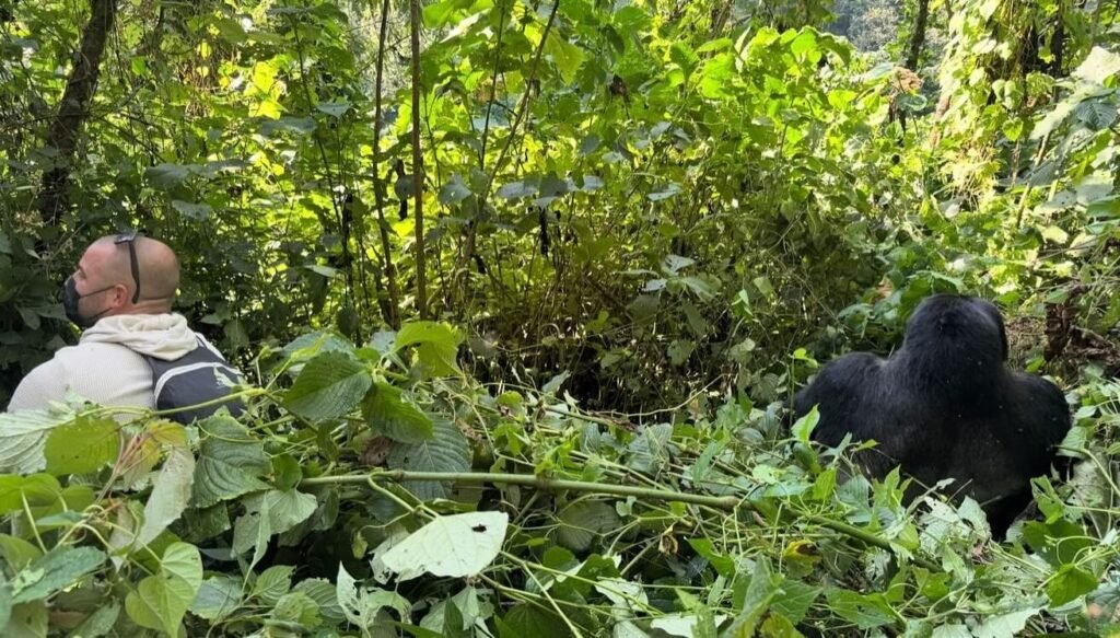Travelers observing a gorilla from a safe distance through the forest canopy.