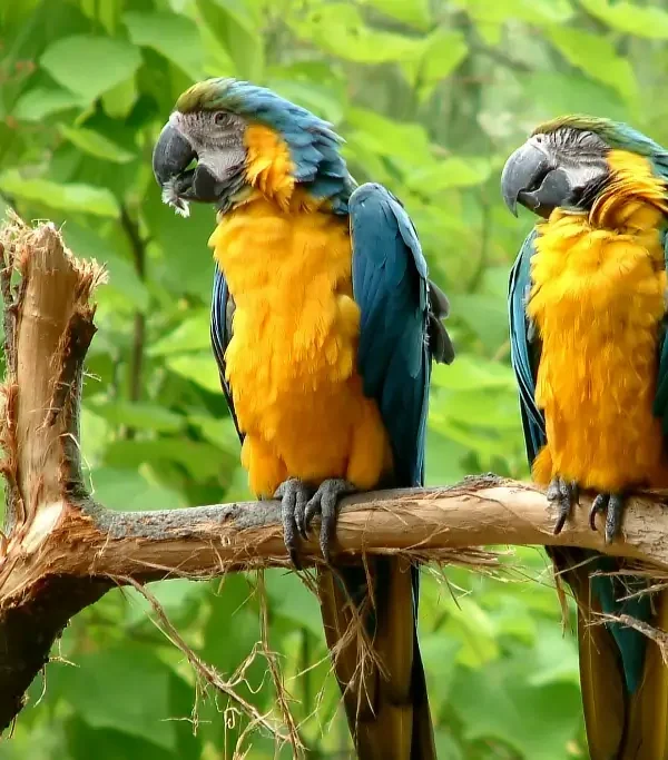 2b4cc2a7ad7b0473e3c5b4c2c911a520c95ec528