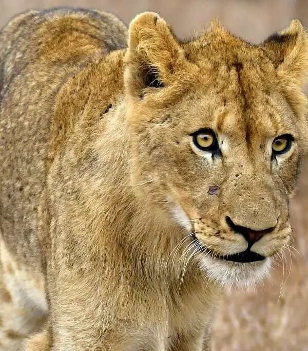 6c08504bbf94c229e6f637a7451df41b1e534a39