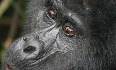 4-Day Uganda Safari – Gorilla Trekking in Bwindi & Chimpanzee Trekking in Kibale