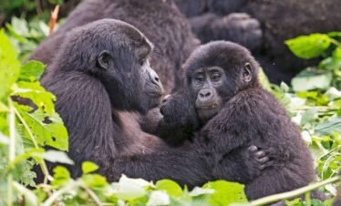 2 Day Gorilla Trekking Bwindi from Kigali