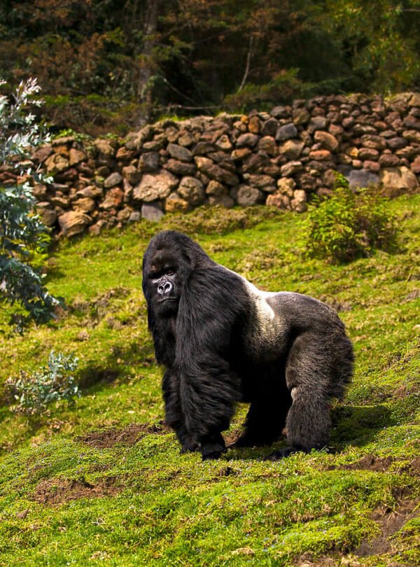 Gorilla family in Bwindi Impenetrable National Park during trekking experience