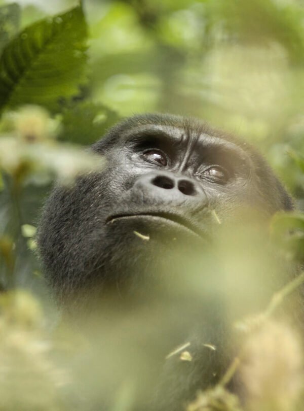 Close-up of mountain gorilla in Bwindi Impenetrable National Park Uganda