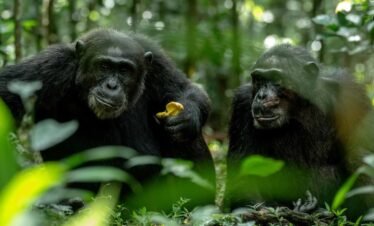 5 Days Uganda Primates Safari