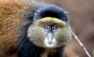 3-Day Bwindi Gorillas & Mgahinga Golden Monkey Trekking from Kigali