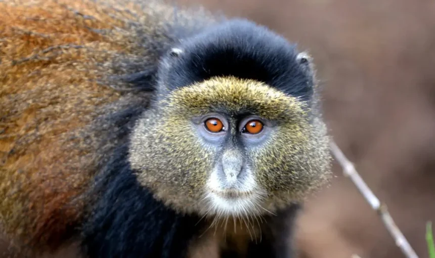 Golden Monkey Trekking in Mgahinga