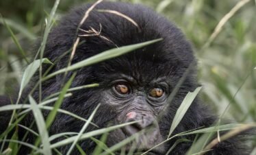 3-Day Mgahinga Gorilla Safari – Gorillas, Batwa & Volcanoes