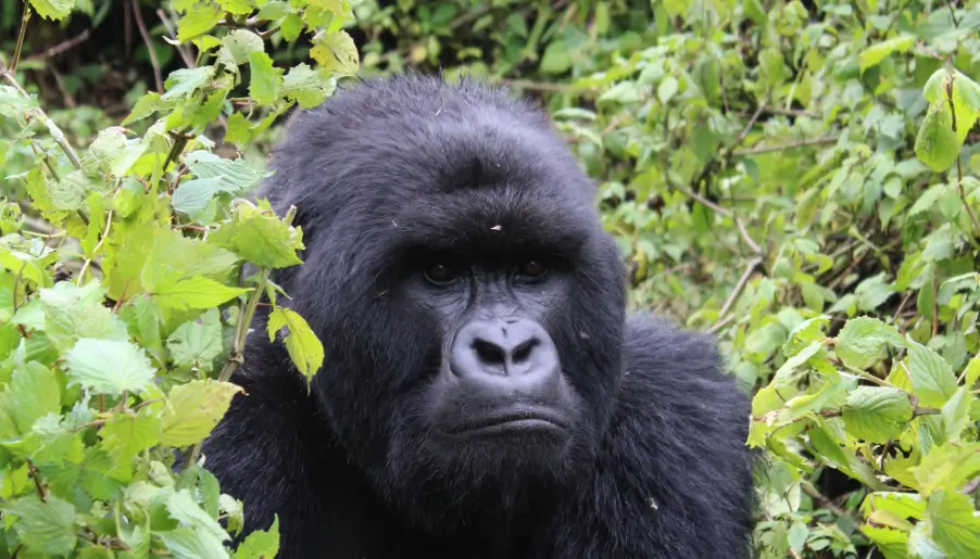 Close-up portrait of a wild mountain gorilla surrounded by dense green foliage in Bwindi Impenetrable National Park