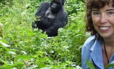 Researchers and visitors during gorilla habituation experience in Bwindi