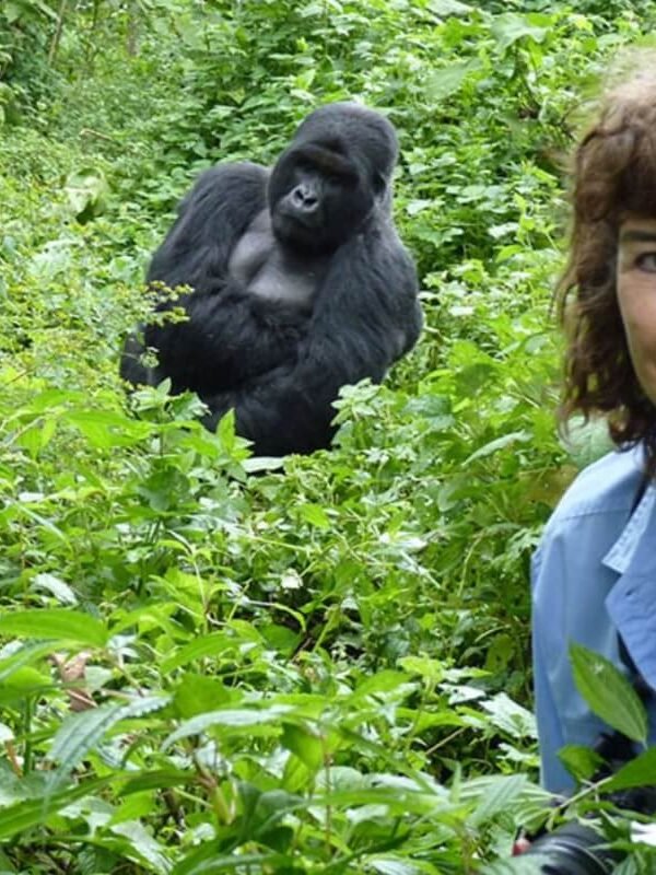 Researchers and visitors during gorilla habituation experience in Bwindi