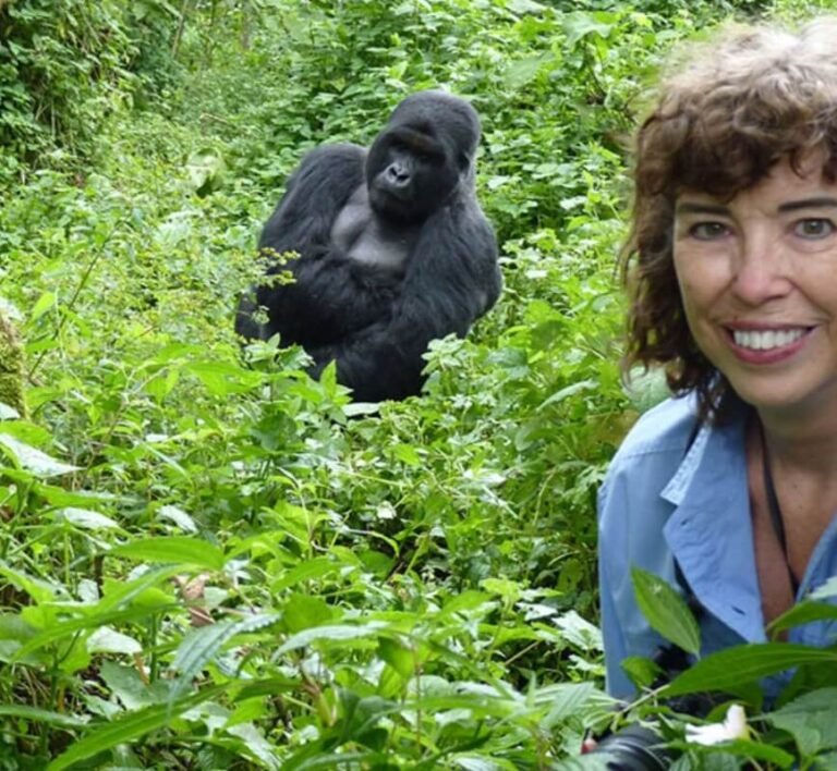 Researchers and visitors during gorilla habituation experience in Bwindi