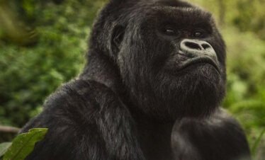5-Day Mgahinga Gorillas, Golden Monkeys & Lake Bunyonyi Safari
