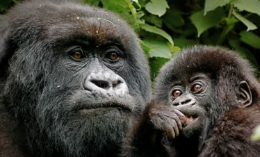 3 Days Bwindi Gorilla Trekking & Lake Bunyonyi