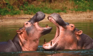 10 Days Uganda Primate & Wildlife Safari