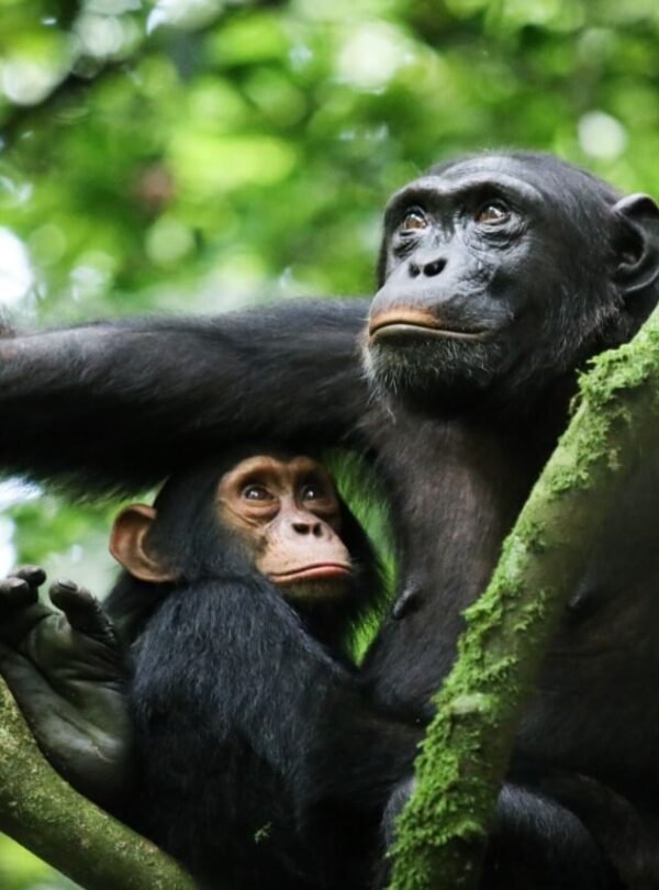 Chimpanzees in Kibale National Park during chimpanzee trekking Uganda
