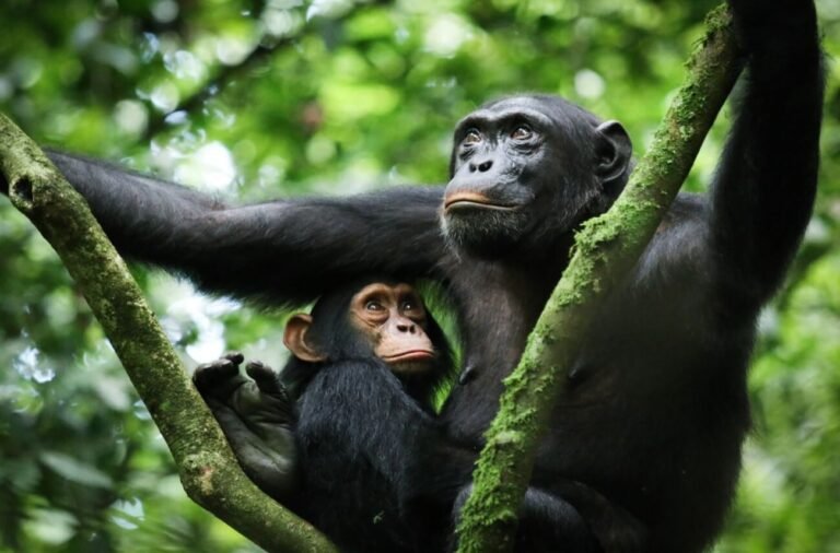 Chimpanzees in Kibale National Park during chimpanzee trekking Uganda