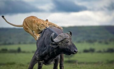 6-Day Uganda Safari | Kibale, Queen Elizabeth, Bwindi & Lake Bunyonyi