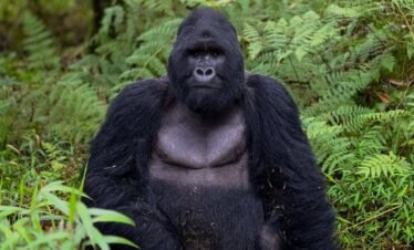 1-Day Gorilla Trekking Safari in Mgahinga from Kigali