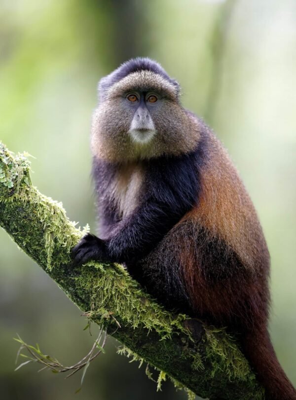 A golden monkey perched in bamboo forest on the volcanic slopes of Mgahinga Gorilla National Park, Uganda