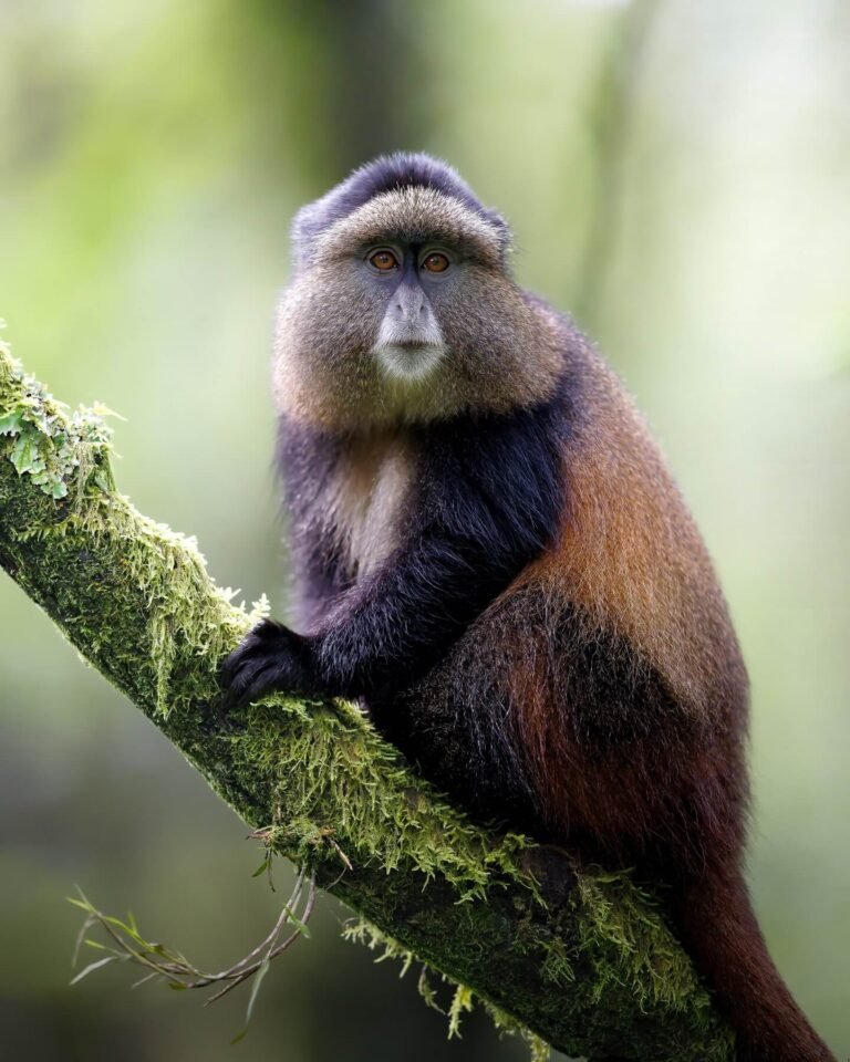 A golden monkey perched in bamboo forest on the volcanic slopes of Mgahinga Gorilla National Park, Uganda