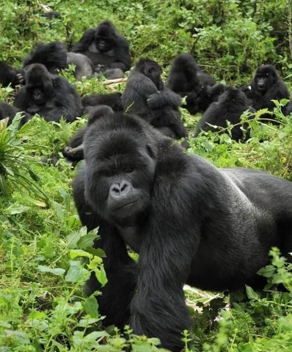 Mountain gorilla in Mgahinga Gorilla National Park during gorilla trekking in Uganda