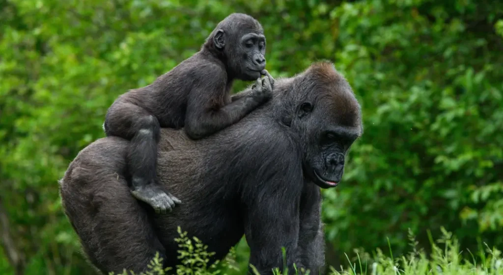 Baby mountain gorilla riding on its mother's back in the dense green forest of Bwindi Impenetrable National Park