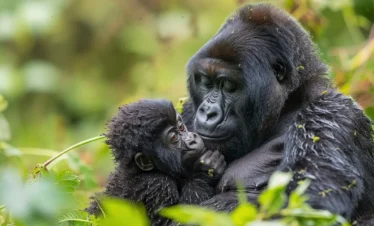 A mountain gorilla mother cradles her infant in the lush green undergrowth of a Ugandan forest.