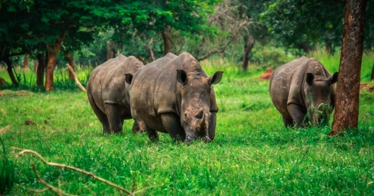 rhinos-2