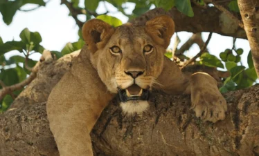 8 Day Uganda Wildlife Safari