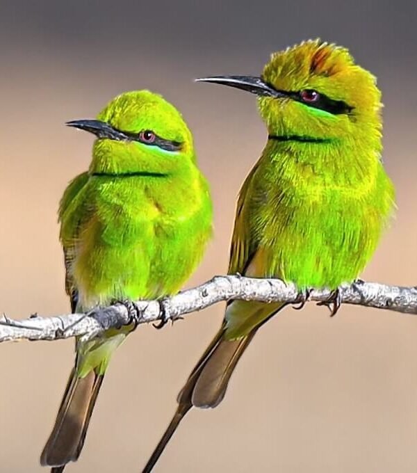 Two African Green Bee-eaters perched together on a branch in Uganda