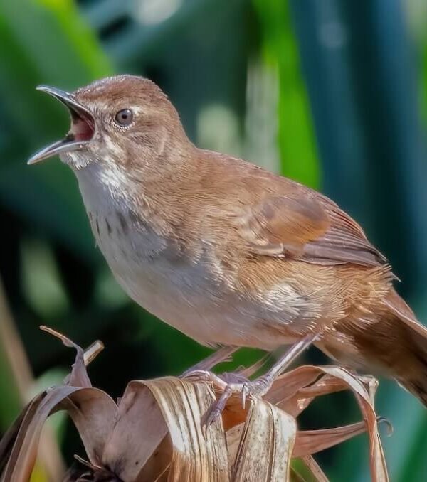 A Grauer's Rush Warbler perched in dense vegetation in Bwindi Impenetrable National Park, Uganda