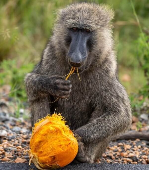 Olive baboon sitting on a rock holding and eating a ripe mango in Uganda