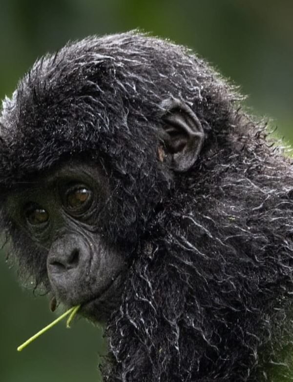 A young mountain gorilla foraging in the undergrowth with a small twig in its mouth.
