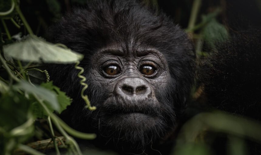 A small baby gorilla peeking through tangled vines in the Bwindi Impenetrable Forest.