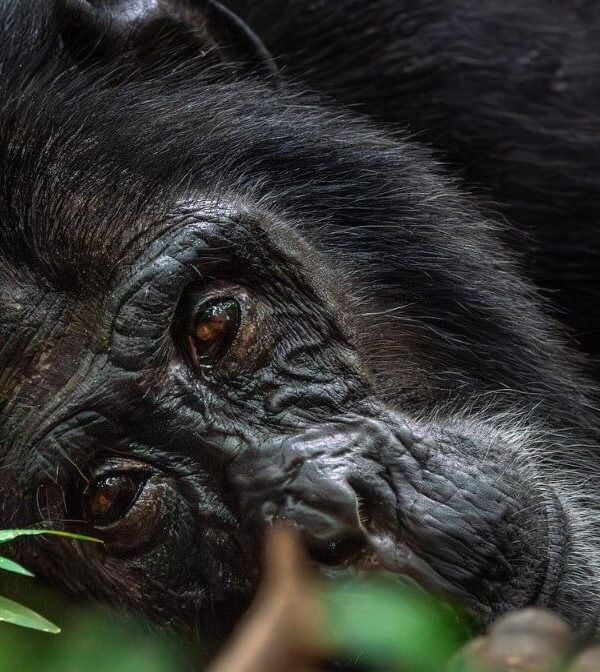 A habituated chimpanzee resting in the undergrowth of Kibale forest during a morning trek