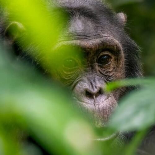 Close-up portrait of a young chimpanzee in Kibale National Park, Uganda