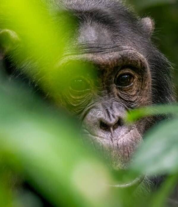 Close-up portrait of a young chimpanzee in Kibale National Park, Uganda